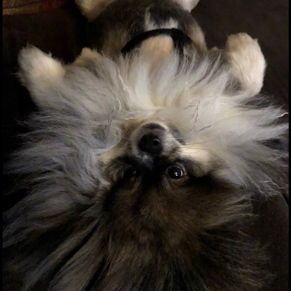 Meet your Posher, Sherry, Scot & Chewy! - Picture 2 of 8